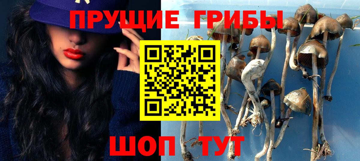 Галлюциногенные грибы Psilocybine cubensis  Вход с VPN  Минеральные Воды 